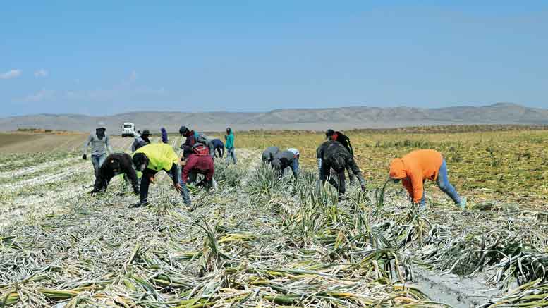 Smart Water Use: Irrigation and Rainwater Management for Small-Scale Farmers