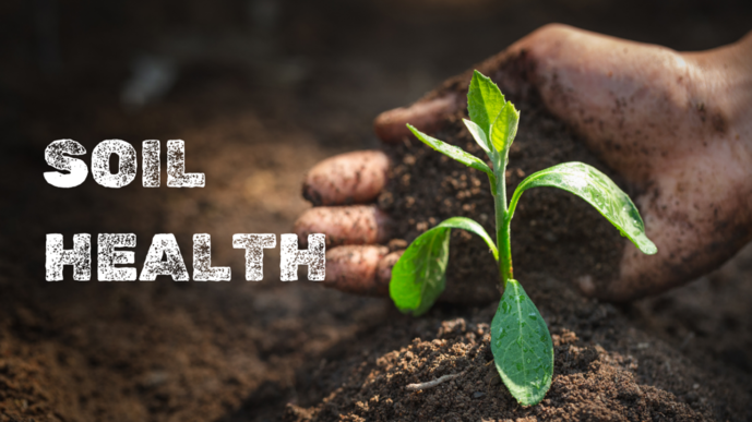 Building Healthy Soil: The Foundation of Every Successful Farm