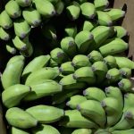 Matooke (Green Cooking Bananas)