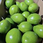 JUMBO AVOCADO