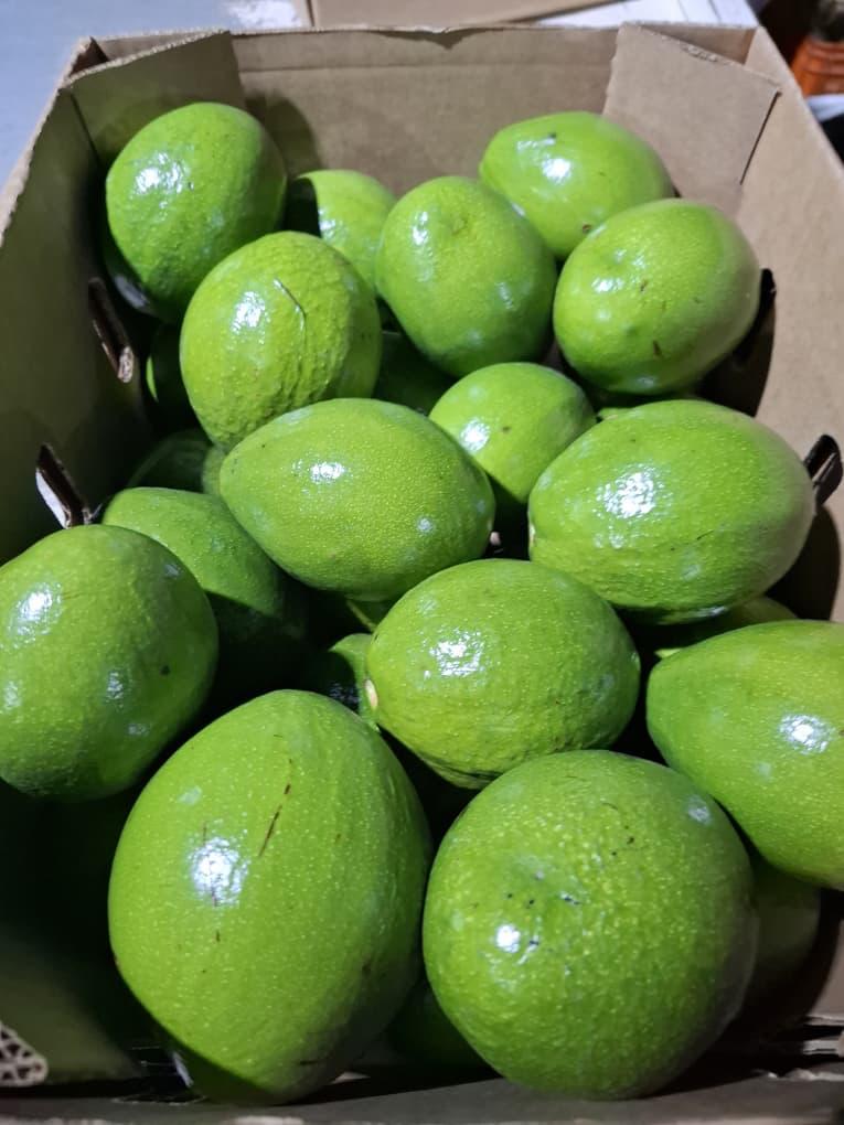 JUMBO AVOCADO