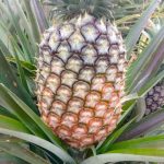 Pineapples (Cayenne)