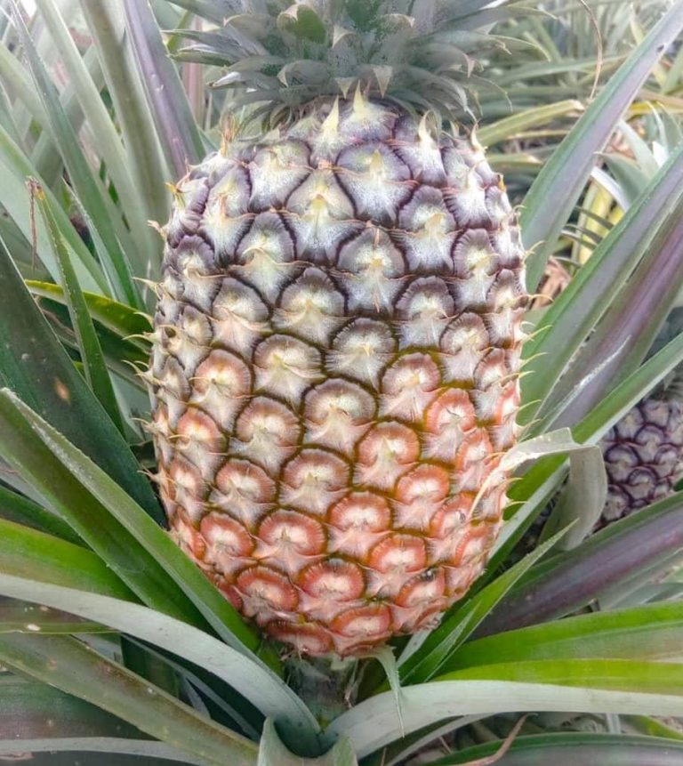 Pineapples (Cayenne)