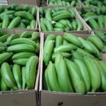 Matooke (Green Cooking Bananas)