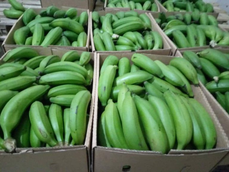 Matooke (Green Cooking Bananas)