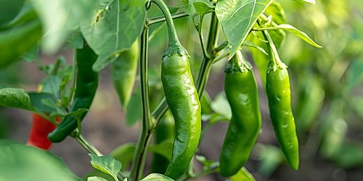 GREEN CHILLI