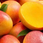 KENT MANGOES