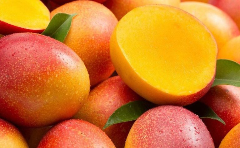 KENT MANGOES