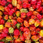 Habanero Chili: