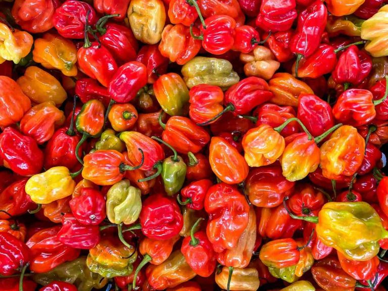 Habanero Chili: